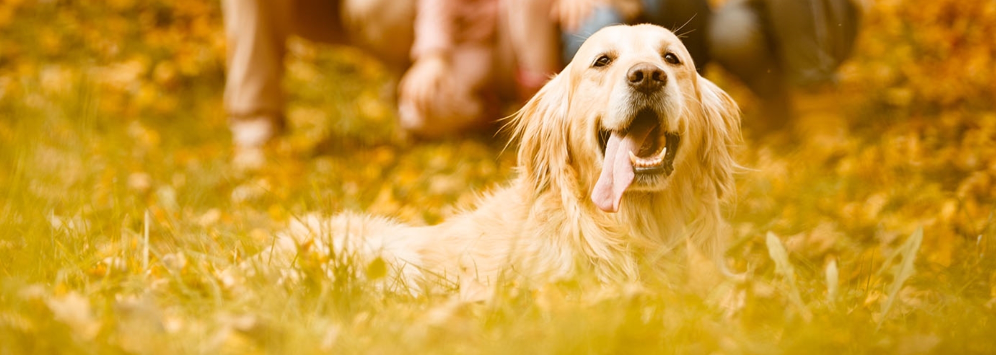 Family of four and their dog walking in autumn park together